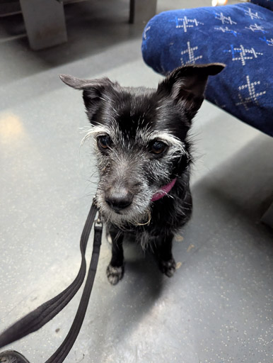 A small black terrier dog on a train between Glasgow Queen St (low level) and Dalmuir.