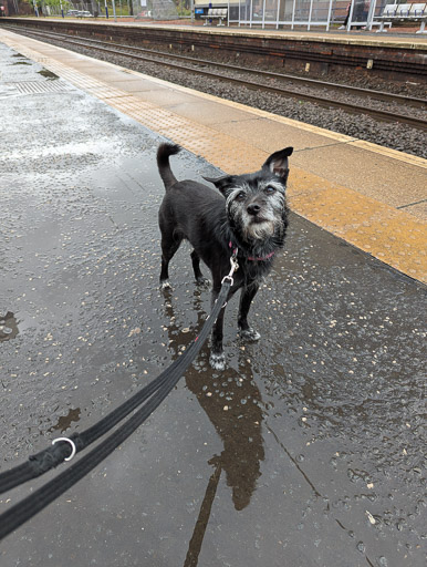 A small black terrier dog at Dalmuir Station.