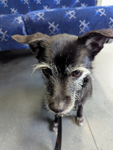 A small black terrier dog on a train between Dalmuir and Anniesland.