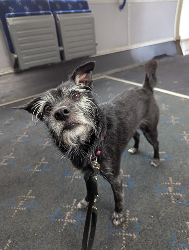 A small black terrier dog on a train between Anniesland and Maryhill.