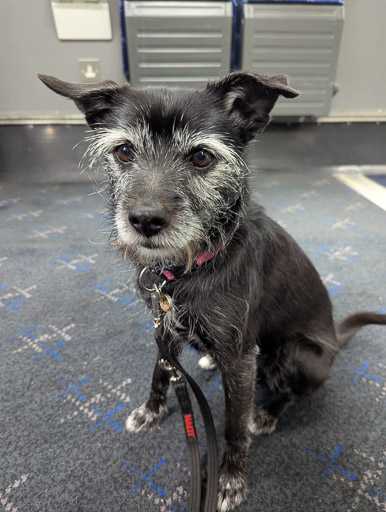 A small black terrier dog on a train between Gilshochill and Anniesland.