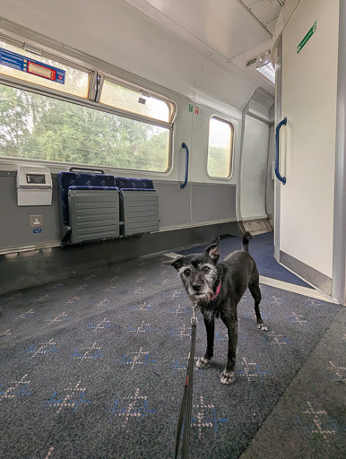 A small black terrier dog on a train between Anniesland and Glasgow Queen Street.