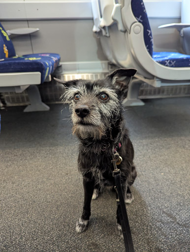 A small black terrier dog on a train between Glasgow Queen Street and Cumbernauld.