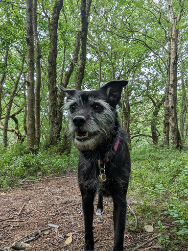 A small black terrier dog on a walk at Cumbernauld.