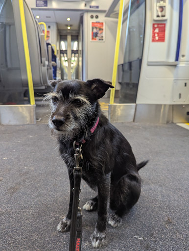 A small black terrier dog on a train between Cumbernauld and Glasgow Queen Street.