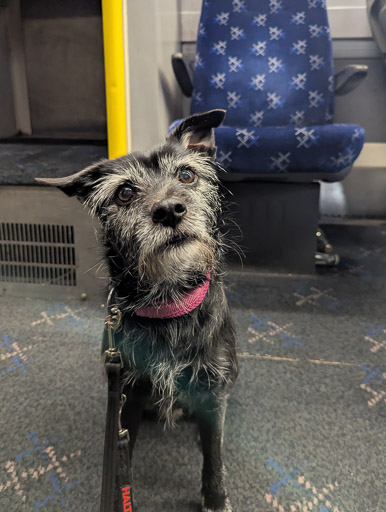A small black terrier dog on a train between Glasgow Queen Street and Gilshochill.