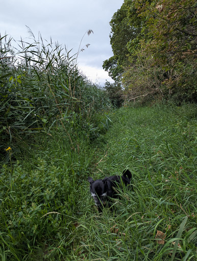 A small black terrier dog on a walk at Invergowrie.