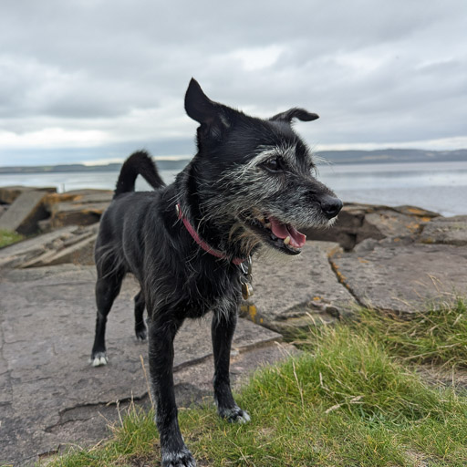 A small black terrier dog on a walk at Invergowrie.