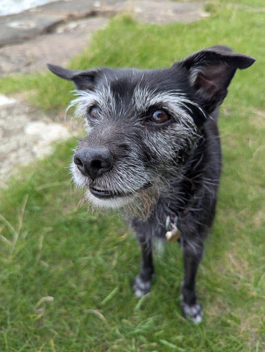 A small black terrier dog on a walk at Invergowrie.