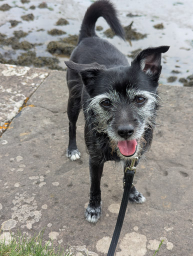 A small black terrier dog on a walk at Invergowrie.